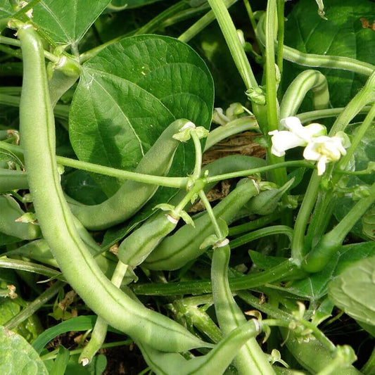 Survival Garden Beans seeds