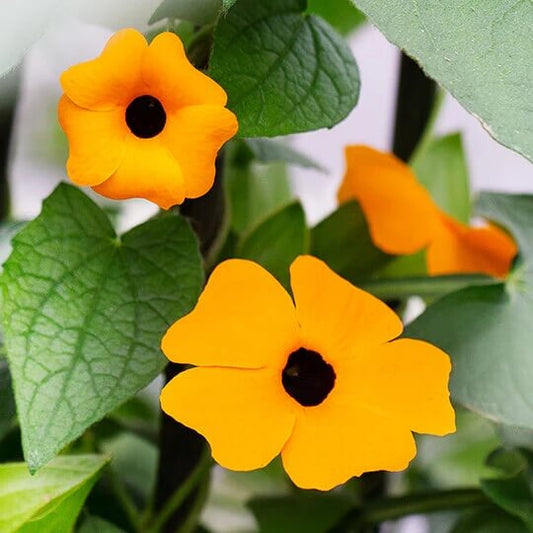 Susan Vine Seeds