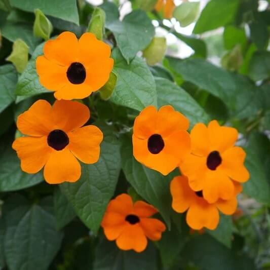 Susan Vine Seeds