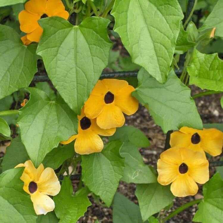 Susan Vine Seeds