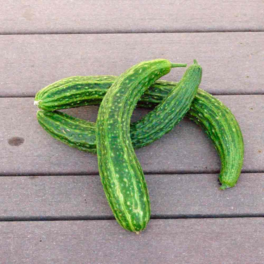 Suyo long cucumber seeds - Vegetable Plant