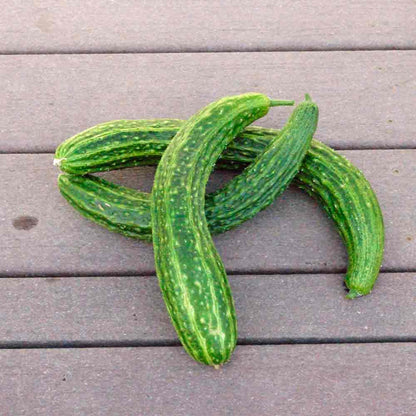 Suyo long cucumber seeds - Vegetable Plant