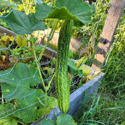 Suyo long cucumber seeds - Vegetable Plant