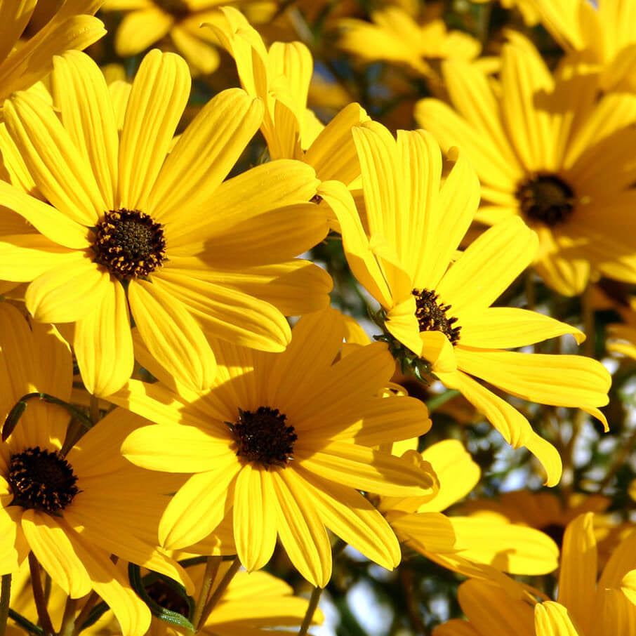 Swamp Sunflower seeds - Flower Plant