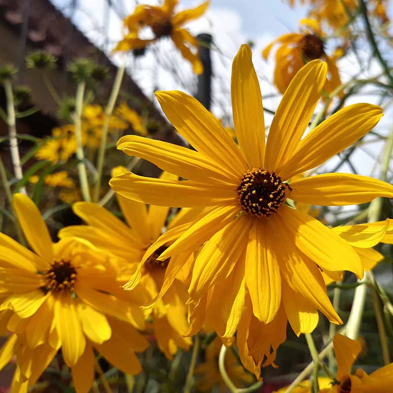 Swamp Sunflower seeds - Flower Plant