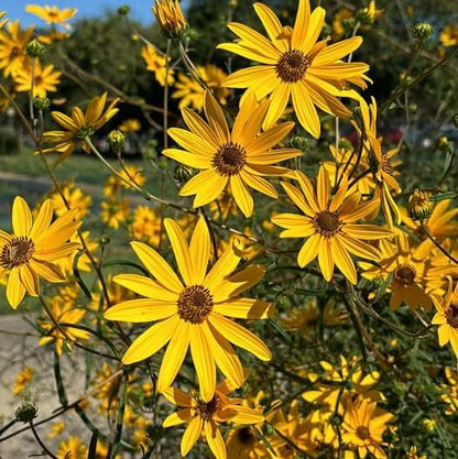 Swamp Sunflower seeds - Flower Plant