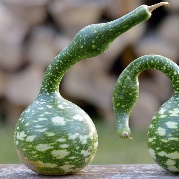 Swan Gourd Seeds - Heirloom Vegetable Plant for Home Gardens
