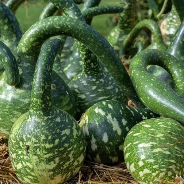 Swan Gourd Seeds - Heirloom Vegetable Plant for Home Gardens