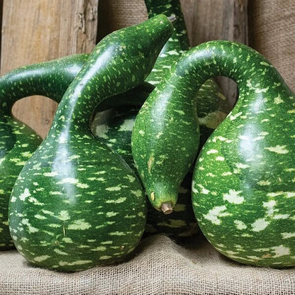 Swan Gourd Seeds - Heirloom Vegetable Plant for Home Gardens
