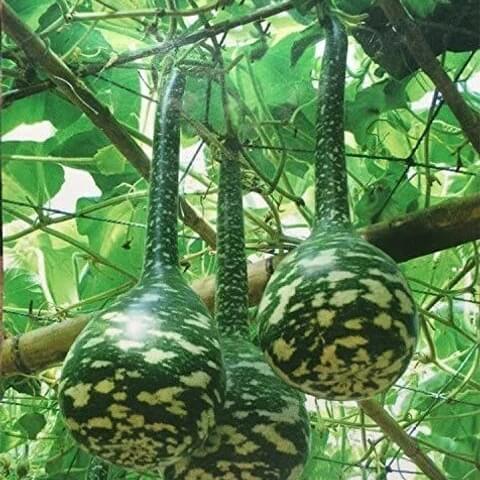 Swan Gourd Seeds - Heirloom Vegetable Plant for Home Gardens