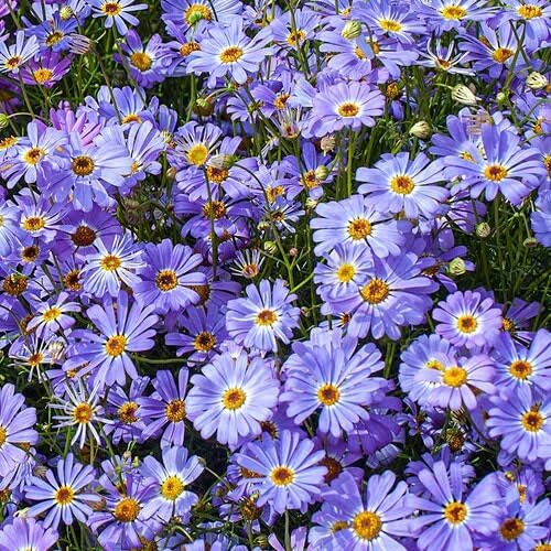 Swan River Daisy seeds - Flower Plant