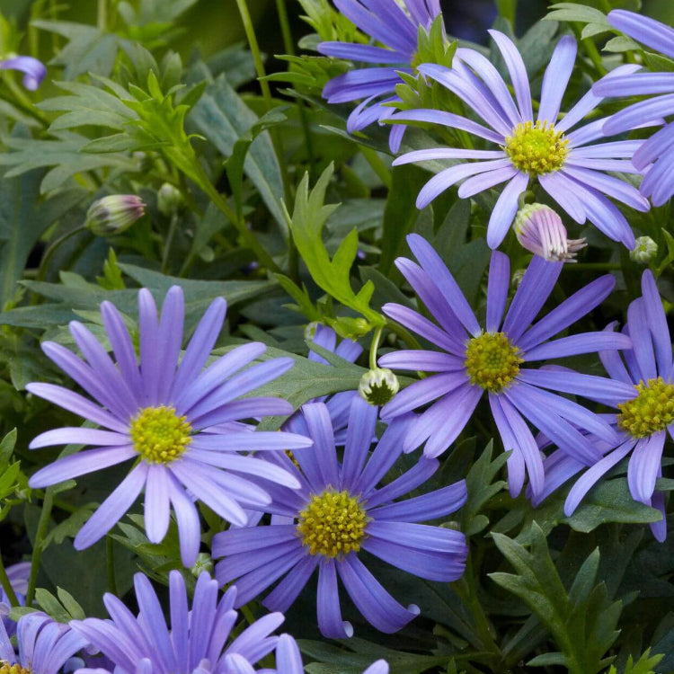 Swan River Daisy seeds - Flower Plant