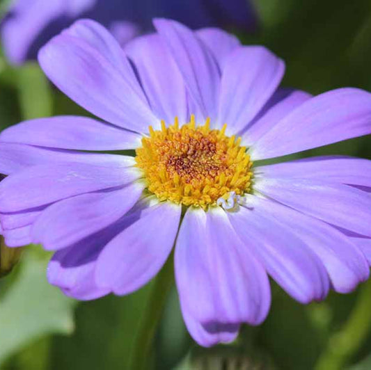 Swan River Daisy seeds - Flower Plant