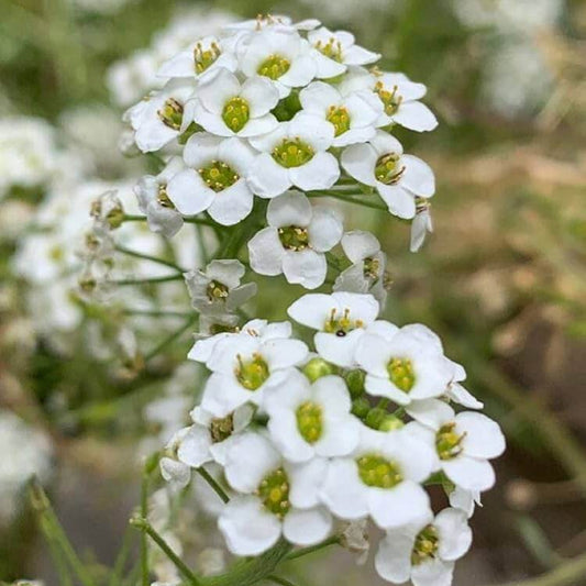 Sweet Alyssum Seeds - Flower Plant