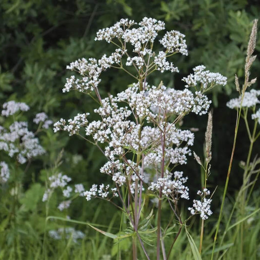 Sweet Anise Seeds - Herbal Plant