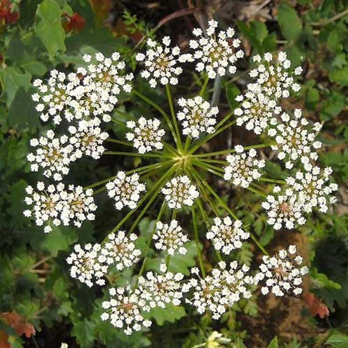 Sweet Anise Seeds - Herbal Plant