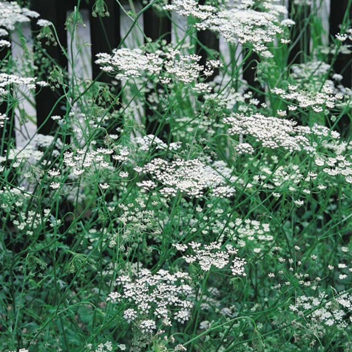 Sweet Anise Seeds - Herbal Plant