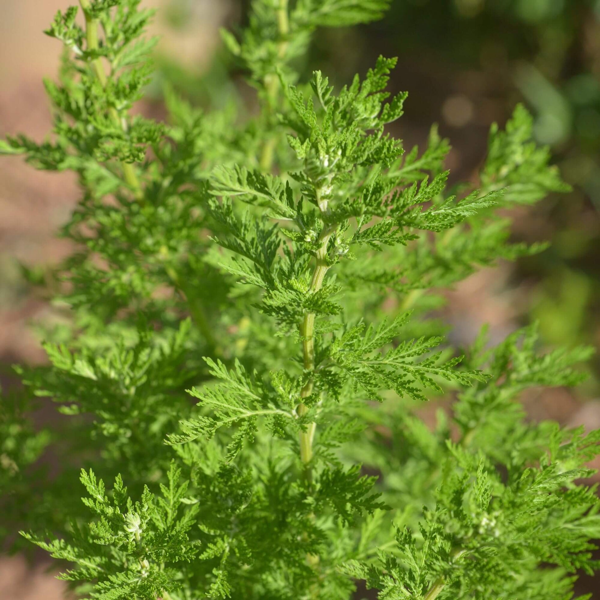 Sweet Annie Wormwood Seeds 