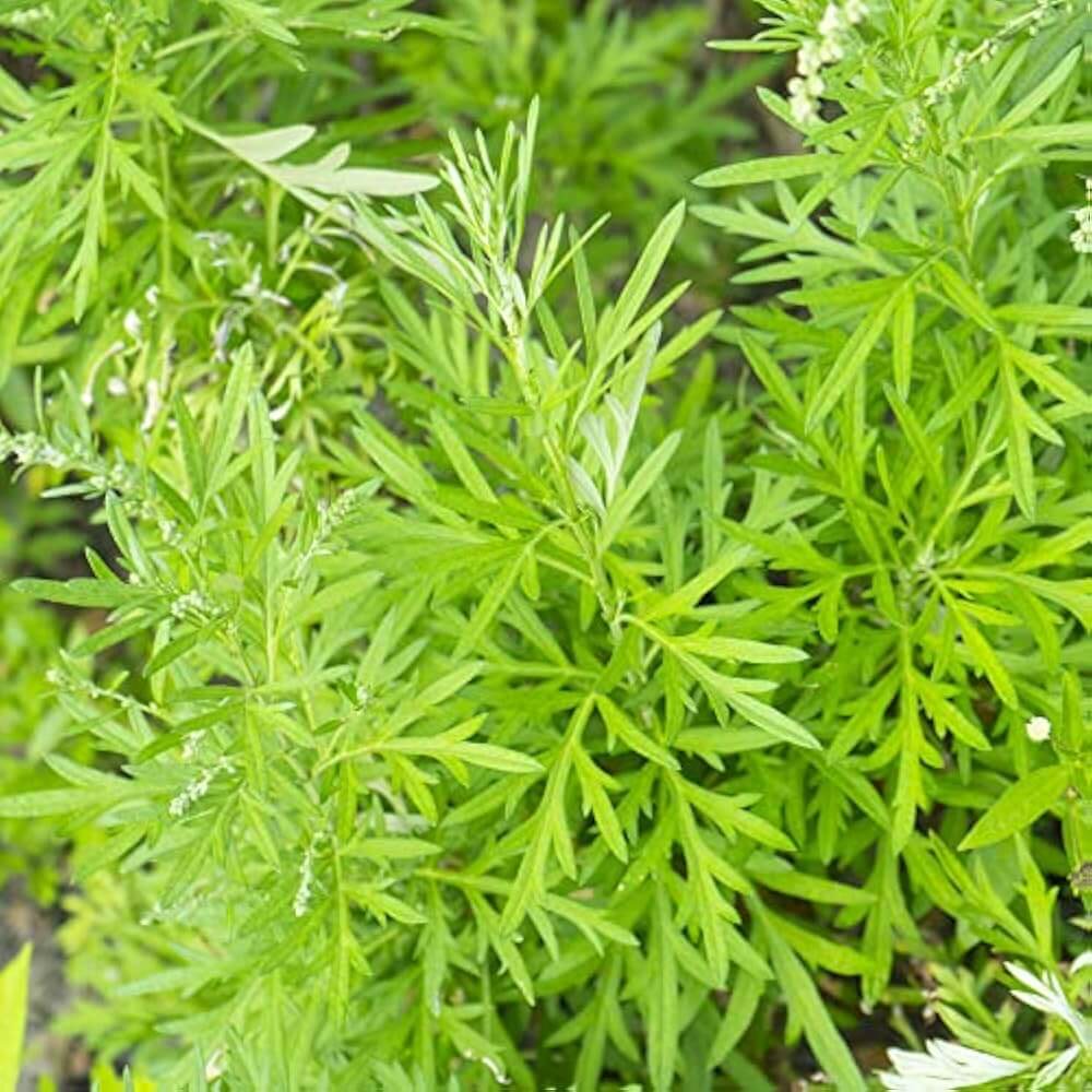 Sweet Annie Wormwood Seeds 