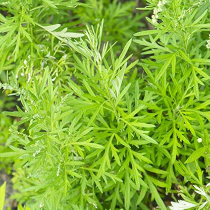 Sweet Annie Wormwood Seeds 