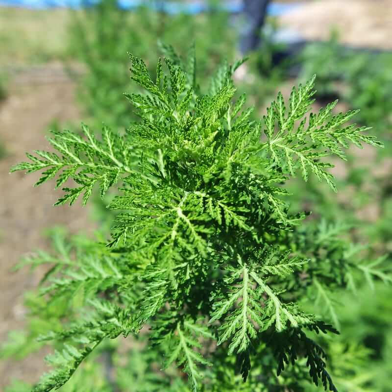 Sweet Annie Wormwood Seeds 