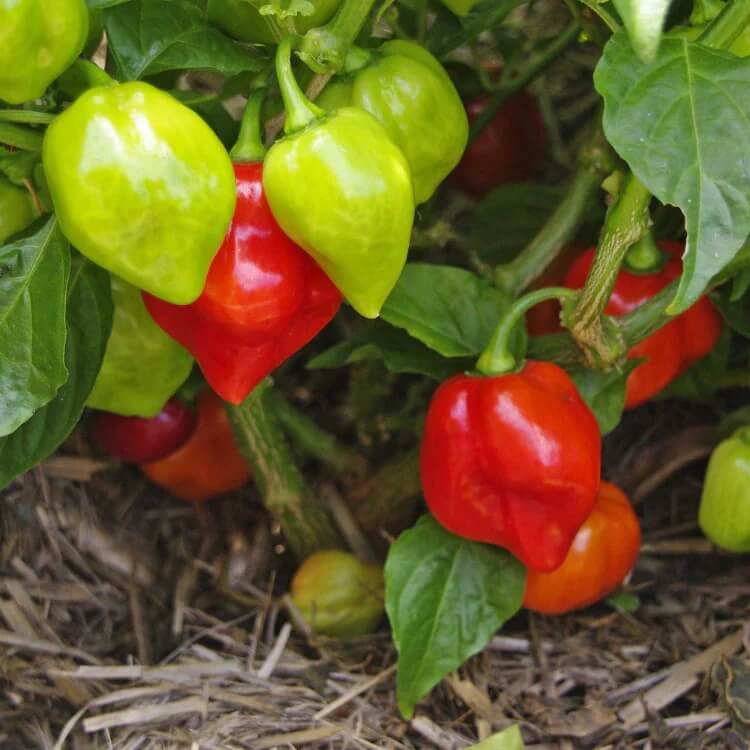 Sweet Aromatic Pepper Seeds