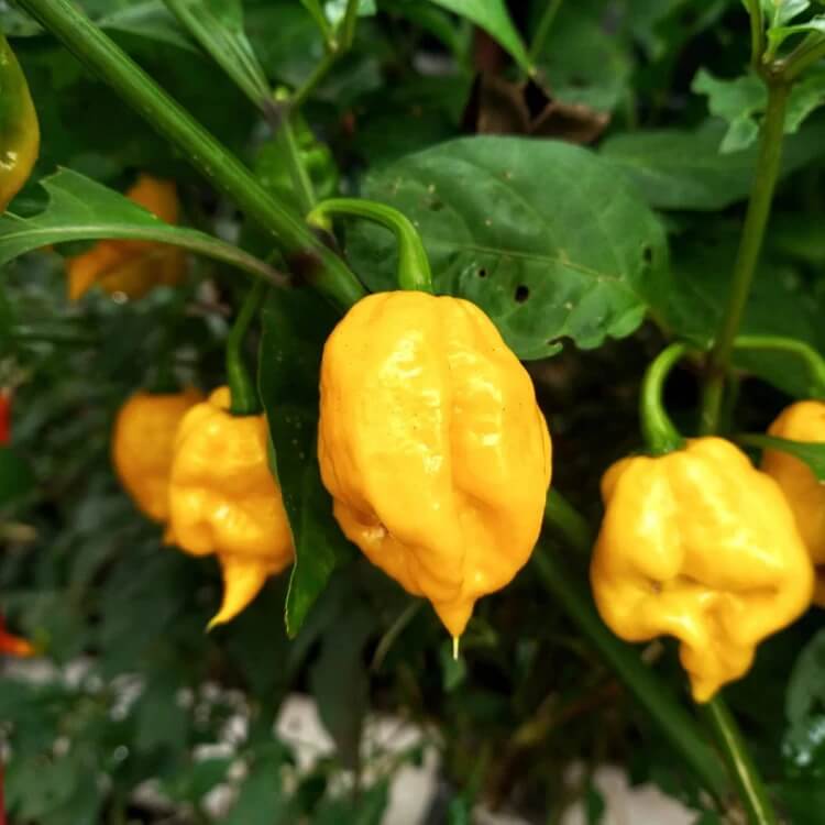 Sweet Aromatic Pepper Seeds