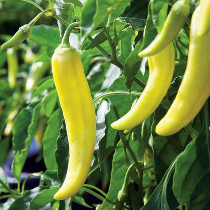 Sweet Banana Pepper Seeds - Vegetable Plant