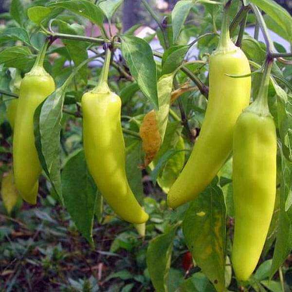 Sweet Banana Pepper Seeds - Vegetable Plant