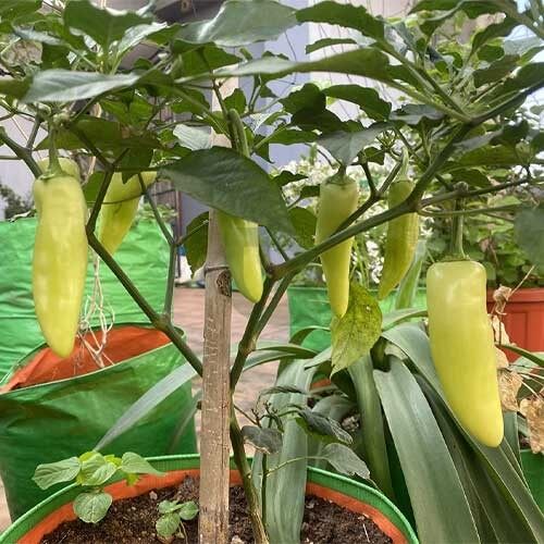 Sweet Banana Pepper Seeds - Vegetable Plant