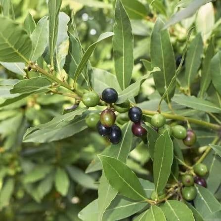Sweet Bay Laurel Seeds 