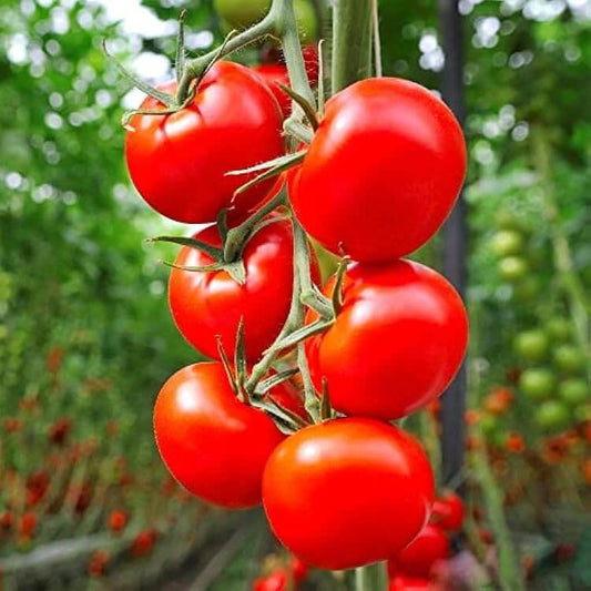 Sweet Campari Tomato Seeds