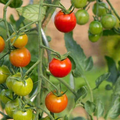 Sweet Campari Tomato Seeds