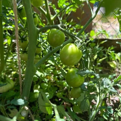 Sweet Campari Tomato Seeds