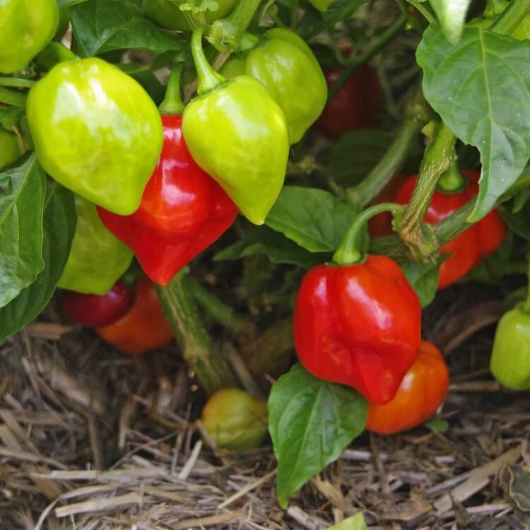 Sweet Caribbean Pepper seeds