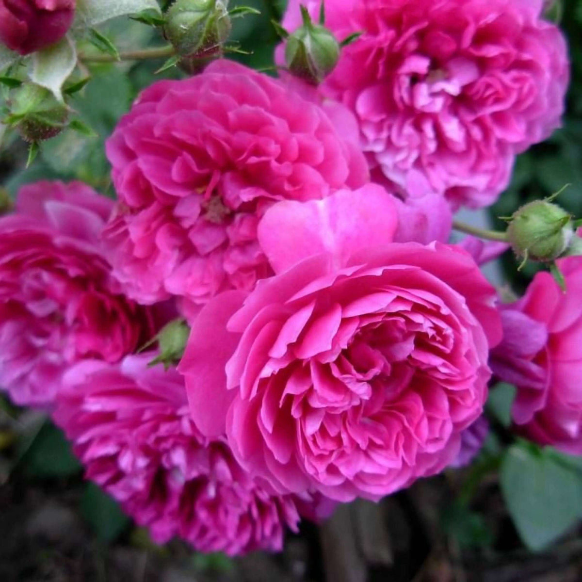 Sweet Chariot Miniature Rose Seeds - Heirloom Flower Plant for Home Gardens