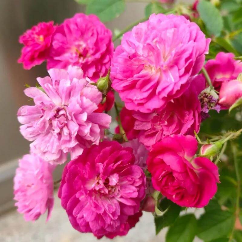 Sweet Chariot Miniature Rose Seeds - Heirloom Flower Plant for Home Gardens
