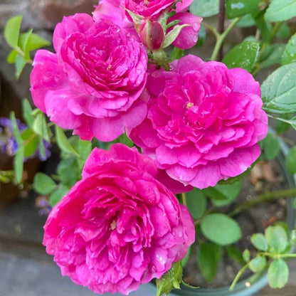 Sweet Chariot Miniature Rose Seeds - Heirloom Flower Plant for Home Gardens