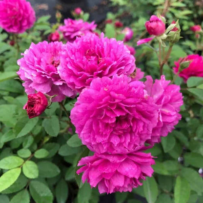 Sweet Chariot Miniature Rose Seeds - Heirloom Flower Plant for Home Gardens