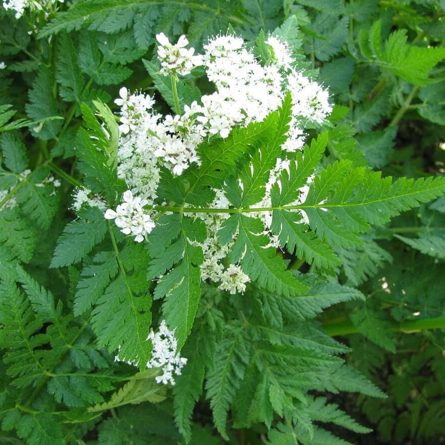 Sweet Cicely Seeds - Herbal Plant