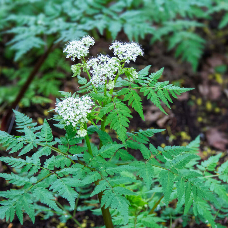 Sweet Cicely Seeds - Herbal Plant