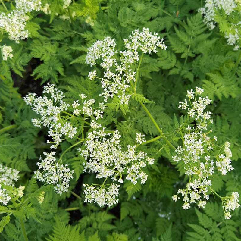 Sweet Cicely Seeds - Herbal Plant
