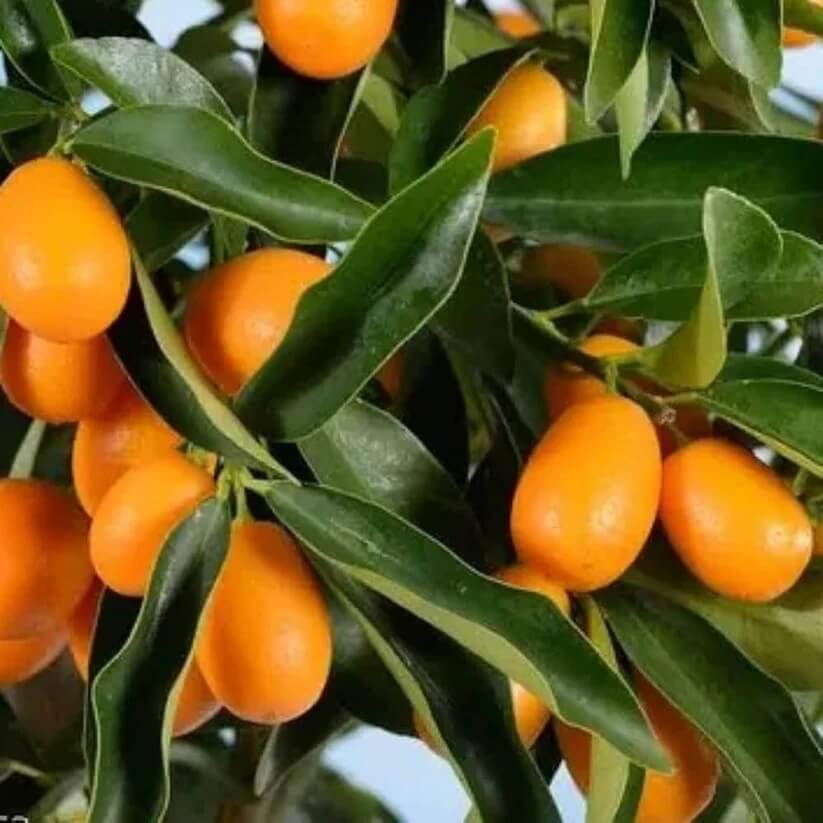 Sweet Citrus Hybrid Lemon seeds
