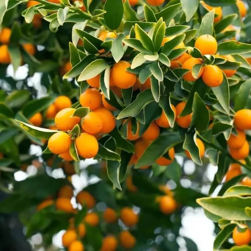 Sweet Citrus Hybrid Lemon seeds