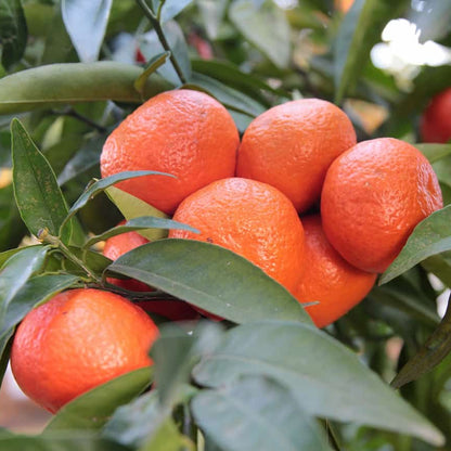 Sweet Clementine Seeds - Fruit Plant for Home Gardens