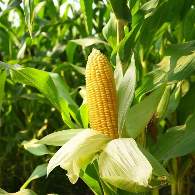 Sweet Corn Seeds