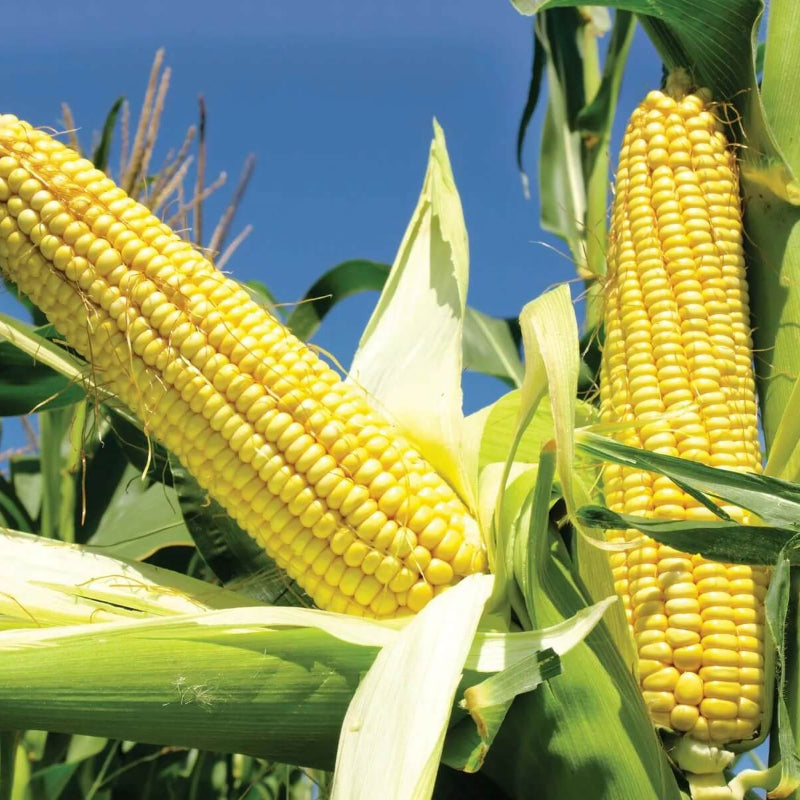 Sweet Corn Seeds
