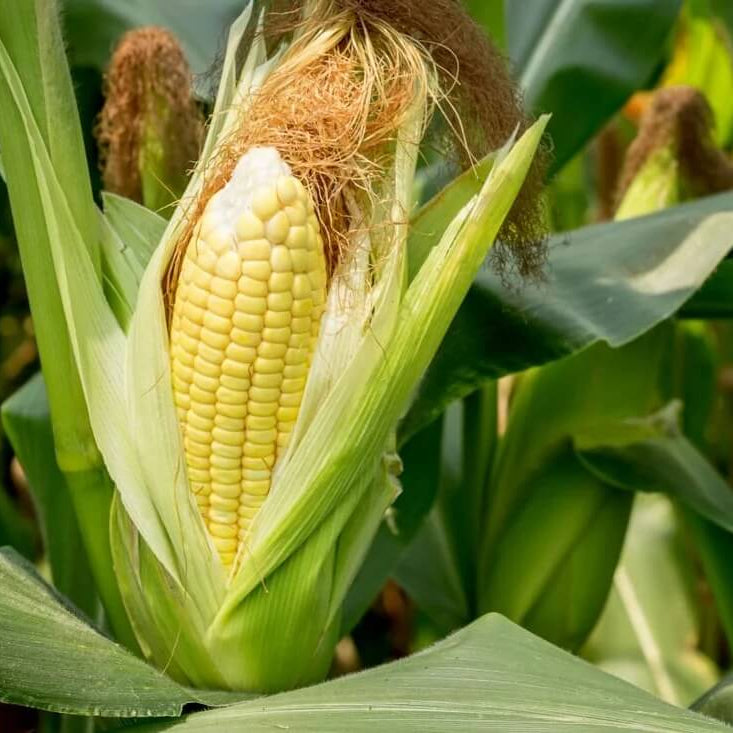 Sweet Corn Seeds