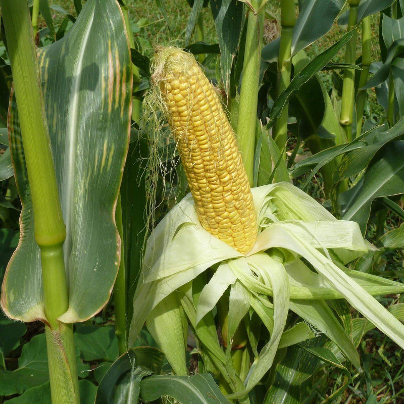 Sweet Corn Seeds
