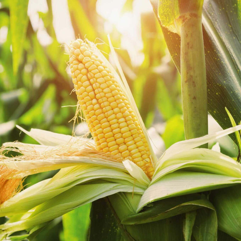 Sweet Corn Seeds
